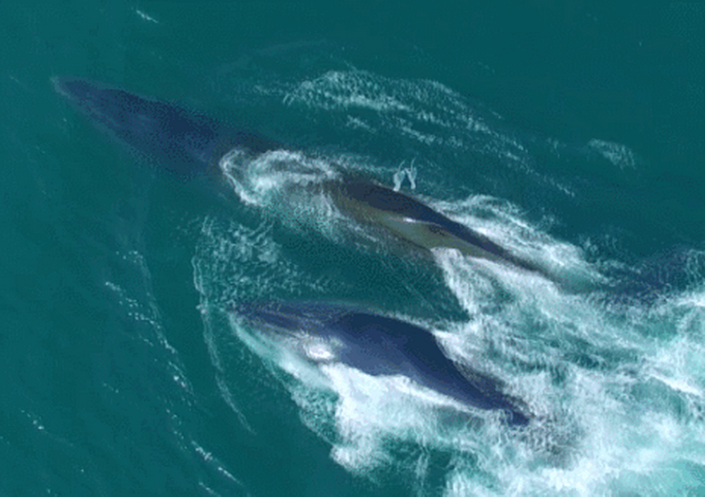 【鲸喜涠洲 | 高铁4天】-跨省推荐-广西-国内唯一能看鲸鱼的海岛，暖冬看海，遇见“鲸”喜！