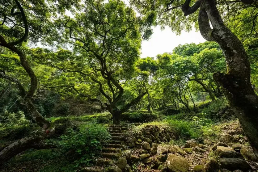 增城秘境-增城-探秘增城“魔幻森林”+兰溪秘境玩水+莲塘特色烧鸡宴/绿道骑行/摘葡萄1天