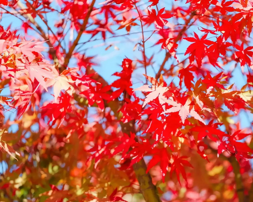 岭南红叶世界 | 赏枫徒步节-韶关-风送爽， 在被誉为“广东小香格里拉”8万多株生长在平均海拔约1000米的红枫已层林尽染，红遍岭南世界！《10月19日出发》